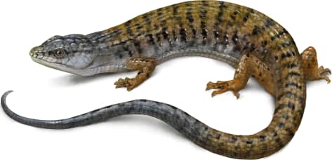 Northern Alligator Lizard — Shasta Alligator Lizard