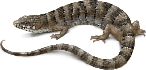 Arizona Alligator Lizard