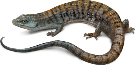 Southern Alligator Lizard — San Diego Alligator Lizard