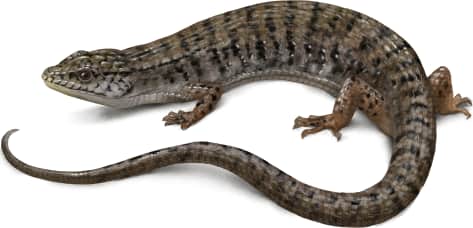Northern Alligator Lizard — San Francisco Alligator Lizard