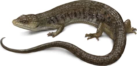 Northern Alligator Lizard — Sierra Alligator Lizard