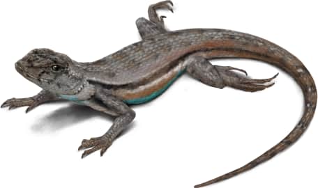 Florida Scrub Lizard