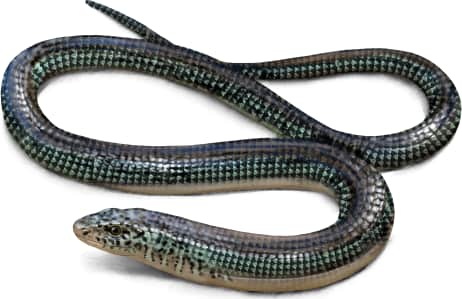 Eastern Glass Lizard