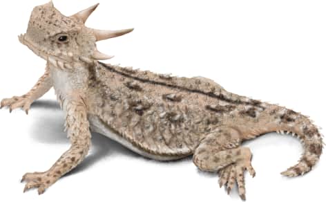 Flat-tailed Horned Lizard