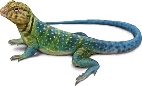 Eastern Collared Lizard