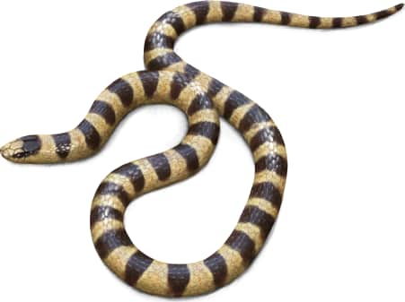 Mojave Shovel-nosed Snake