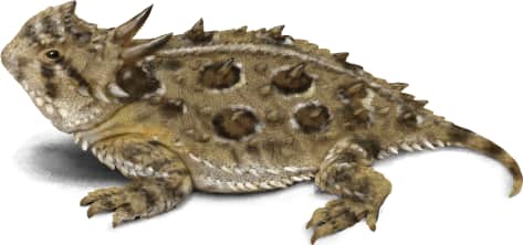 Texas Horned Lizard