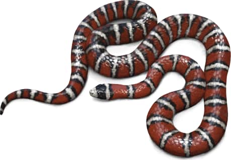 Arizona Mountain Kingsnake