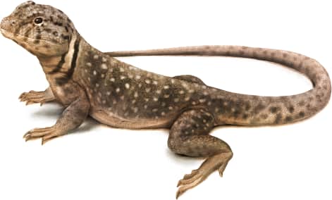 Eastern Collared Lizard — Eastern Collared Lizard Female