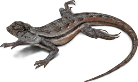 Florida Scrub Lizard — Florida Scrub Lizard Female