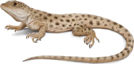 Long-nosed Leopard Lizard