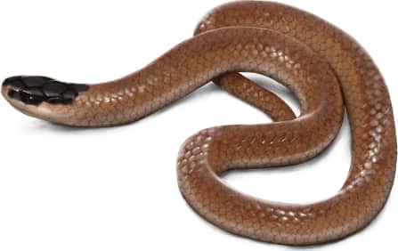Plains Black-headed Snake