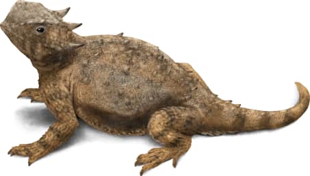 Roundtail Horned Lizard