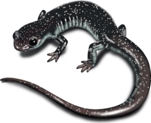 Tellico Salamander