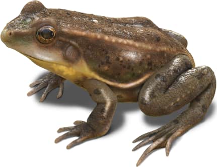 Carpenter Frog