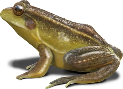Florida Bog Frog