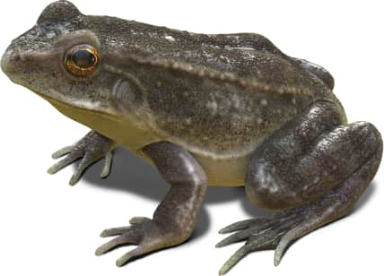 Tarahumara Frog