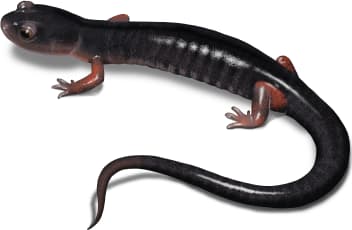 Cheoah Bald Salamander