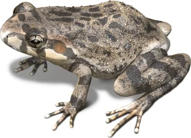 Canyon Tree Frog