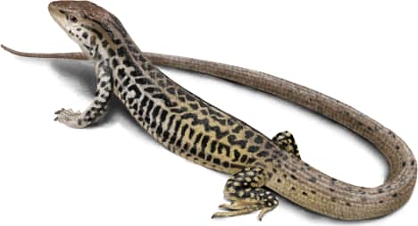 Common Checkered Whiptail
