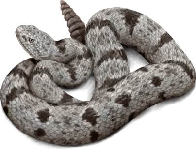 Rock Rattlesnake