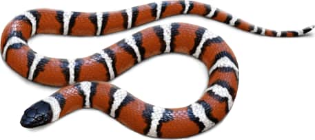 Eastern Milksnake