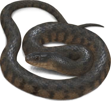 Mississippi Green Watersnake