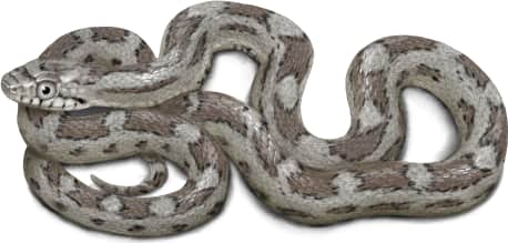 Gray Ratsnake