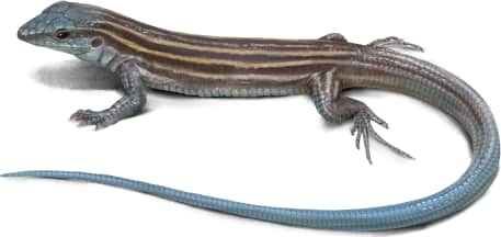 Little Striped Whiptail