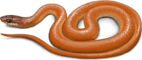 Pine Woods Littersnake