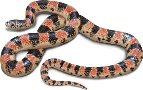 Long-nosed Snake