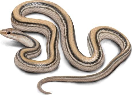 Texas Patch-nosed Snake