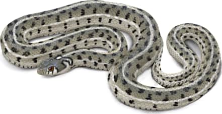 Checkered Garter Snake