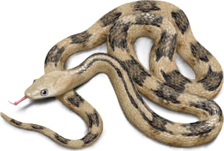 Trans-pecos Ratsnake