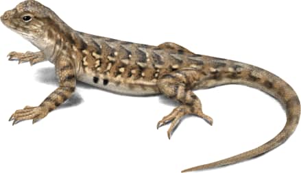 Western Earless Lizard