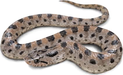 Southern Hognose Snake