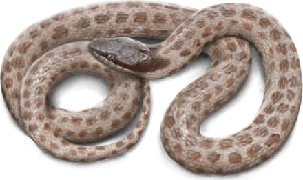 Desert Nightsnake