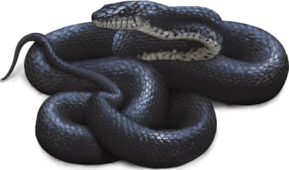 Eastern Ratsnake