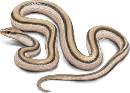 Eastern Patch-nosed Snake