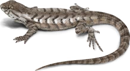 Eastern Fence Lizard