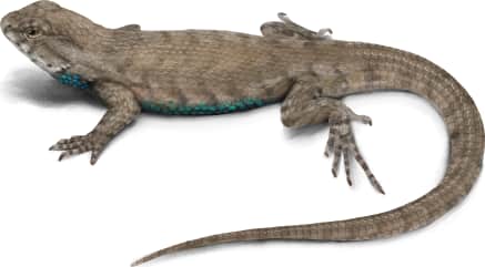 Eastern Fence Lizard — Eastern Fence Lizard Male