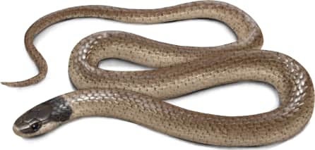 Yaqui Black-headed Snake