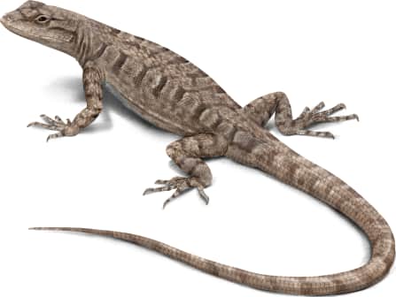 Ornate Tree Lizard