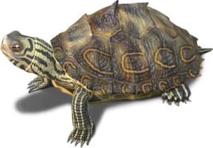 Barbour's Map Turtle