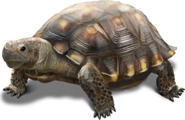 Texas Tortoise