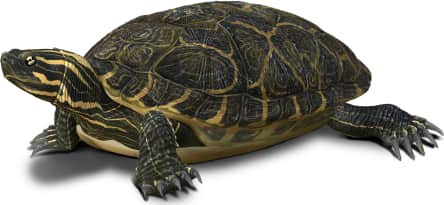 Coastal Plain Cooter