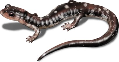 Fourche Mountain Salamander