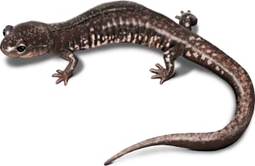 Savannah Slimy Salamander