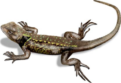 Graphic Spiny Lizard