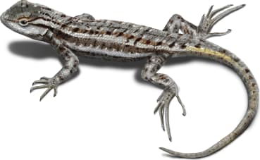 Plateau Fence Lizard